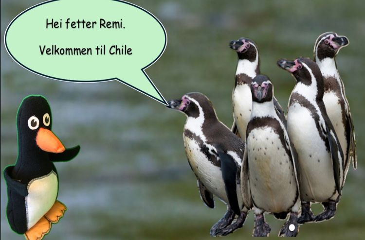 En gruppe pingviner
