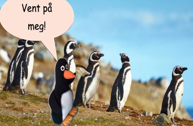 En gruppe pingviner