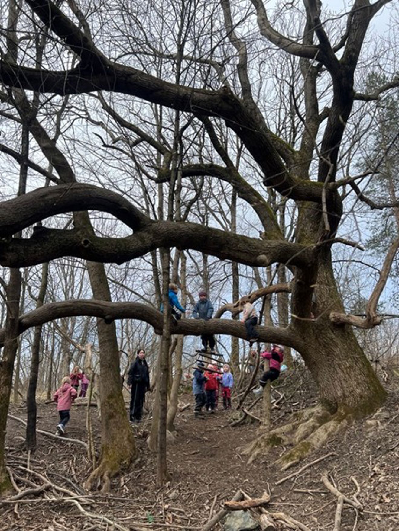 en gruppe mennesker som klatrer i et tre