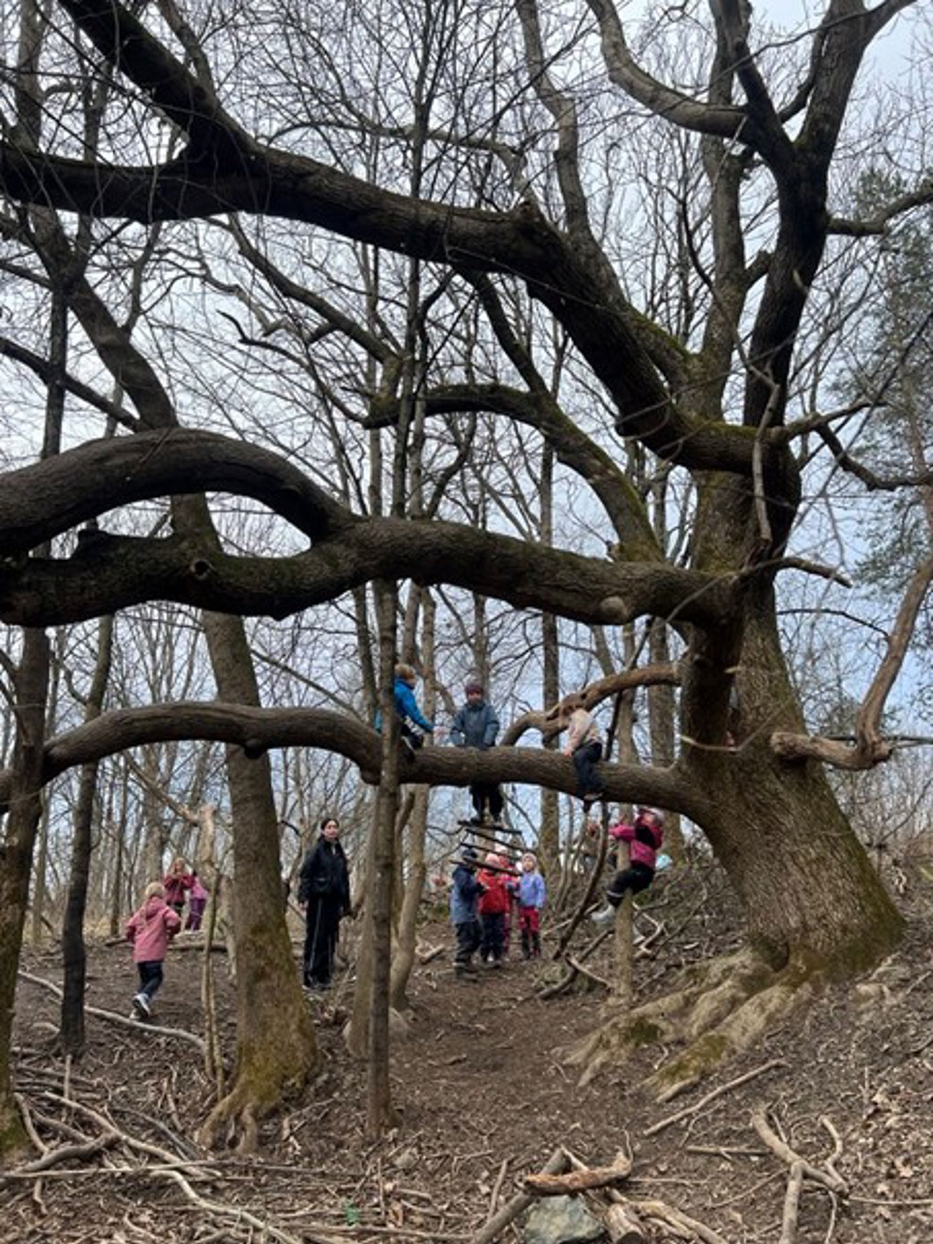 en gruppe mennesker som klatrer i et tre en gruppe mennesker som klatrer i et tre